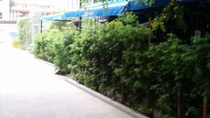 pub_u_cs_40_-_1-_fullerton_bushes.jpg